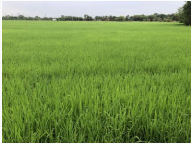 KhokToom 20190902 1