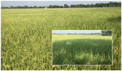 KhokToom 20191029 1