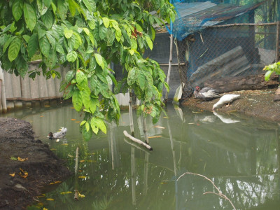 โครงการศึกษาทดลองการแก้ไขปัญหาดินเปรี้ยวอันเนื่องมาจากพระราชดำริ ในที่ดินมูลนิธิชัยพัฒนา ต.บ้านพริก อ.บ้านนา จ.นครนายก ... รูปภาพ 7
