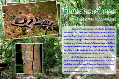 โครงการพัฒนาป่าชุมชน บ้านอ่างเอ็ด ต.ตกพรม อ.ขลุง จ.จันทบุรี รูปภาพ 8