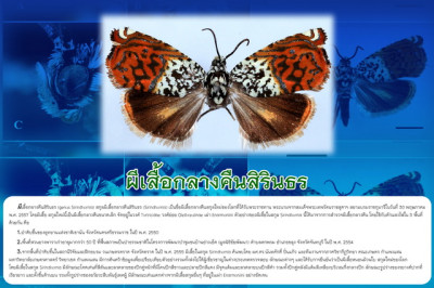 โครงการพัฒนาป่าชุมชน บ้านอ่างเอ็ด ต.ตกพรม อ.ขลุง จ.จันทบุรี รูปภาพ 7