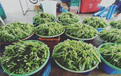 โครงการศูนย์ 100 ปี หม่อมหลวงบัว กิติยากร ต.บางสมบูรณ์ ... รูปภาพ 1