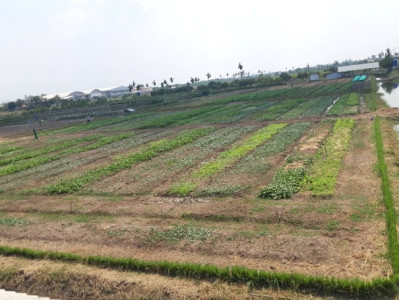 โครงการศูนย์บริการวิชาการเกษตรของมูลนิธิชัยพัฒนา ... รูปภาพ 8