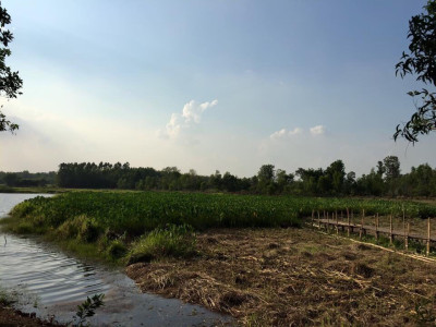 โครงการพัฒนาพื้นที่ชุ่มน้ำโคกปี่ฆ้อง ต.โคกปี่ฆ้อง ... รูปภาพ 11