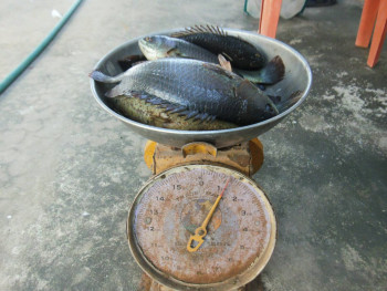 kom